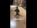 ・【検証】歌声に誘われたオカメインコ、犯人は誰だ？