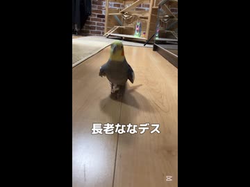 ・【検証】歌声に誘われたオカメインコ、犯人は誰だ？