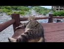 地獄猫、テーブルの上でも爆睡してたｗｗｗ