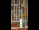 鳥籠の中で大人しいインコのショート動画2026 7 6