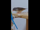 鳥籠の中に入ったり出たりするキンカチョウのショート動画2026 7 6