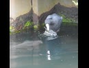 コイにびっくり！ダッシュで逃げたオオバン