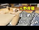 ほんと おもちゃ好きね…【元野良猫】