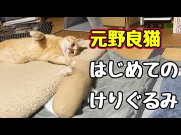 ほんと おもちゃ好きね…【元野良猫】