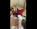 かなんと二代目みーちゃんの闘いpart1
