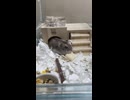 ハムスター