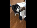 チワワ