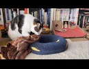 お気に入り