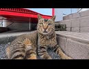 漁港の猫に付いていったら…そこは猫たちの溜まり場でした