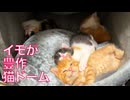 よちよち幼猫4匹、猫ドームでおイモ掘り　