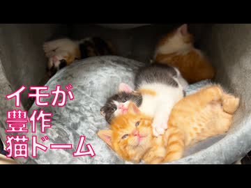よちよち幼猫4匹、猫ドームでおイモ掘り　