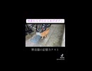 からあげ猫、やかましく出迎える
