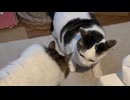 なんかやらかして睨まれてるやつ