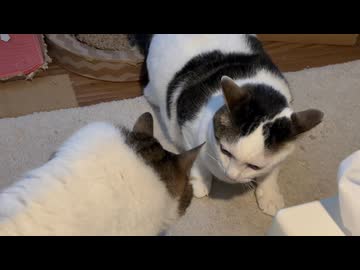 なんかやらかして睨まれてるやつ