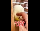 触るだけでブチギレ、勝手に帰るオカメインコ、可愛すぎｗ