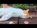 公園のベンチで猫の隣に座った結果→秒で懐かれて尊すぎたww