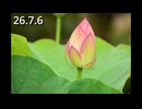 【26.7.6】生き物の息吹【植物、蜂、野鳥など】