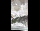 ハムスター