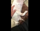 チワワのももちゃん