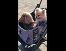 保護犬さん