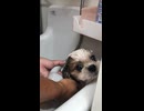 保護犬さん