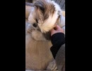 保護犬さん