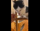 保護猫さん
