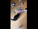 保護猫さん