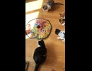 保護猫さん