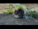 【青島】 朝食後に日陰でくつろぐ島猫さん