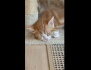 キャットタワーで寝ている子猫