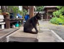 ベンチで毛づくろいしている黒猫のロクちゃん□‍⬛