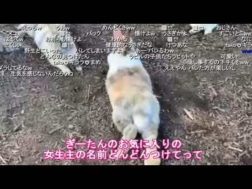 【今川ギララさんの夢の時間】妹（れな）「じゃあ今、ぎーたんのお気に入りの女生主の名前を ウサギ達につけていこう」