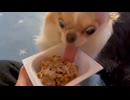ホモと見る納豆でキマってしまうチワワ