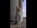 漁港の猫ちゃんカメラを向けるとポーズをとる