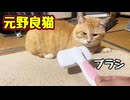 こりずに ブラッシング チャレンジ【元野良猫】