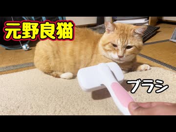こりずに ブラッシング チャレンジ【元野良猫】