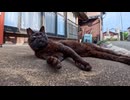 猫島の路地裏で黒猫をナデナデ→デレデレ甘えてきた件ｗｗｗ