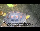 側溝から出られない絶滅寸前の可哀想なカメを救出しませんでした