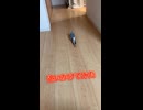 鏡に映る自分にガチ恋するオカメインコが可愛すぎて無理ｗ
