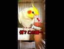 指を差し出すと脇を差し出すインコｗ癒やしがすぎるｗｗ