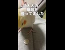 飼い主のパジャマのボタンにガチ恋するオカメインコの末路ｗ