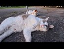 【癒し】夕方の神社に猫が大集合！ナデナデしたら甘えっぷりが最高すぎたｗ