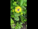 蛾？と花 ショート動画2026 7 7