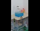 上にジュウシマツ下にキンカチョウショート動画2026 7 7