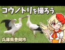 【鳥】野鳥撮影歴０日の初心者によるコウノトリ撮影散歩【ゆっくり・CeVIO】