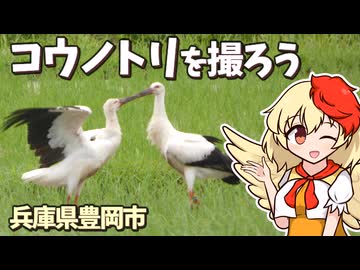【鳥】野鳥撮影歴０日の初心者によるコウノトリ撮影散歩【ゆっくり・CeVIO】