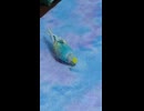 カーペットの上で餌を食べるインコのショート動画2026 7 7