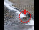 増水した段差を登るカルガモ親子【野鳥観察】