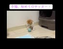 ヨチヨチ子猫のサッカー遊び